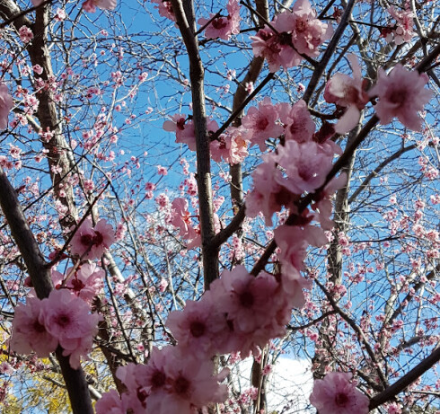 Cherry Blossom