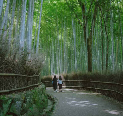 Bamboo Forest